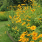 Heliopsis helianthoides