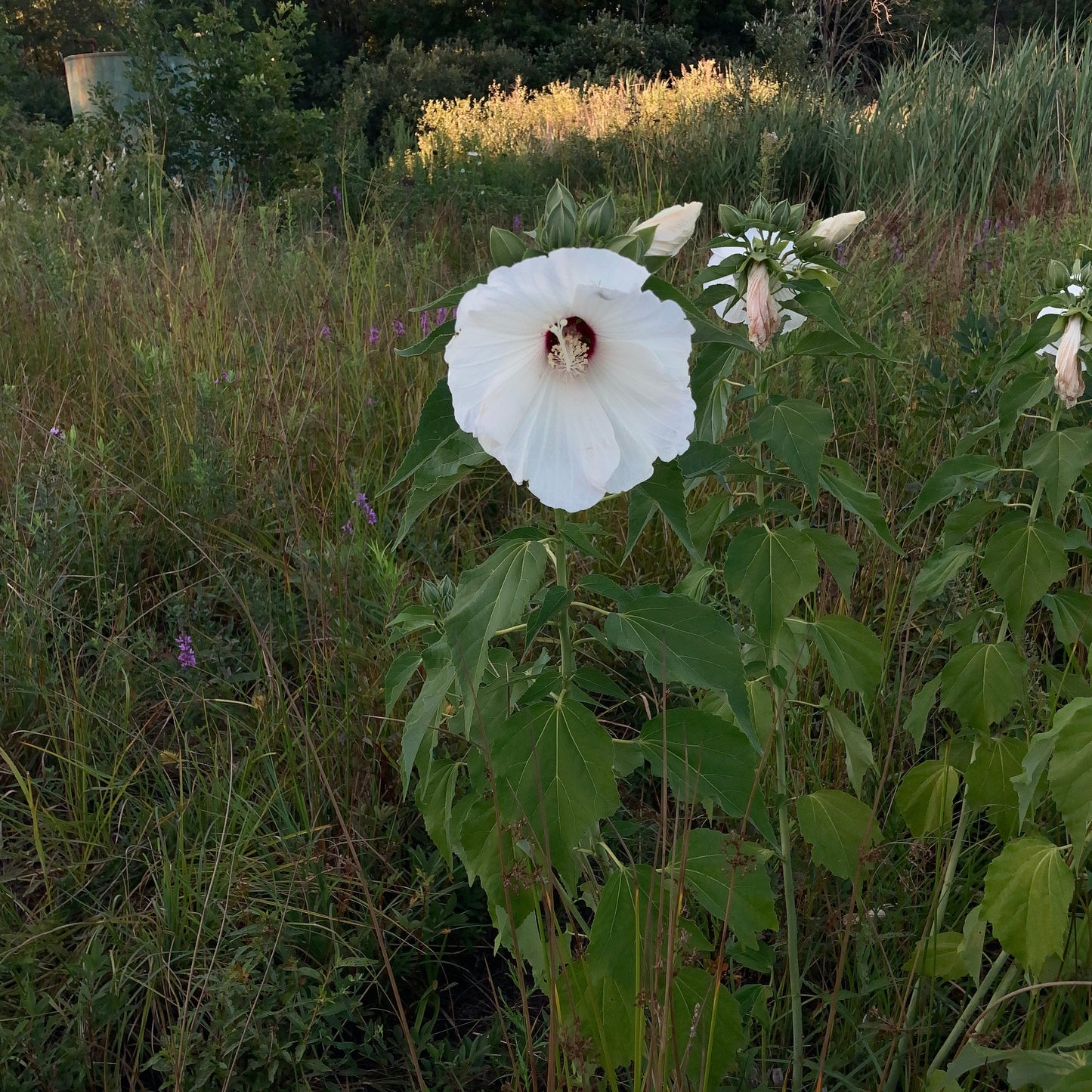 Hibiscus moscheutos