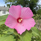 Hibiscus moscheutos