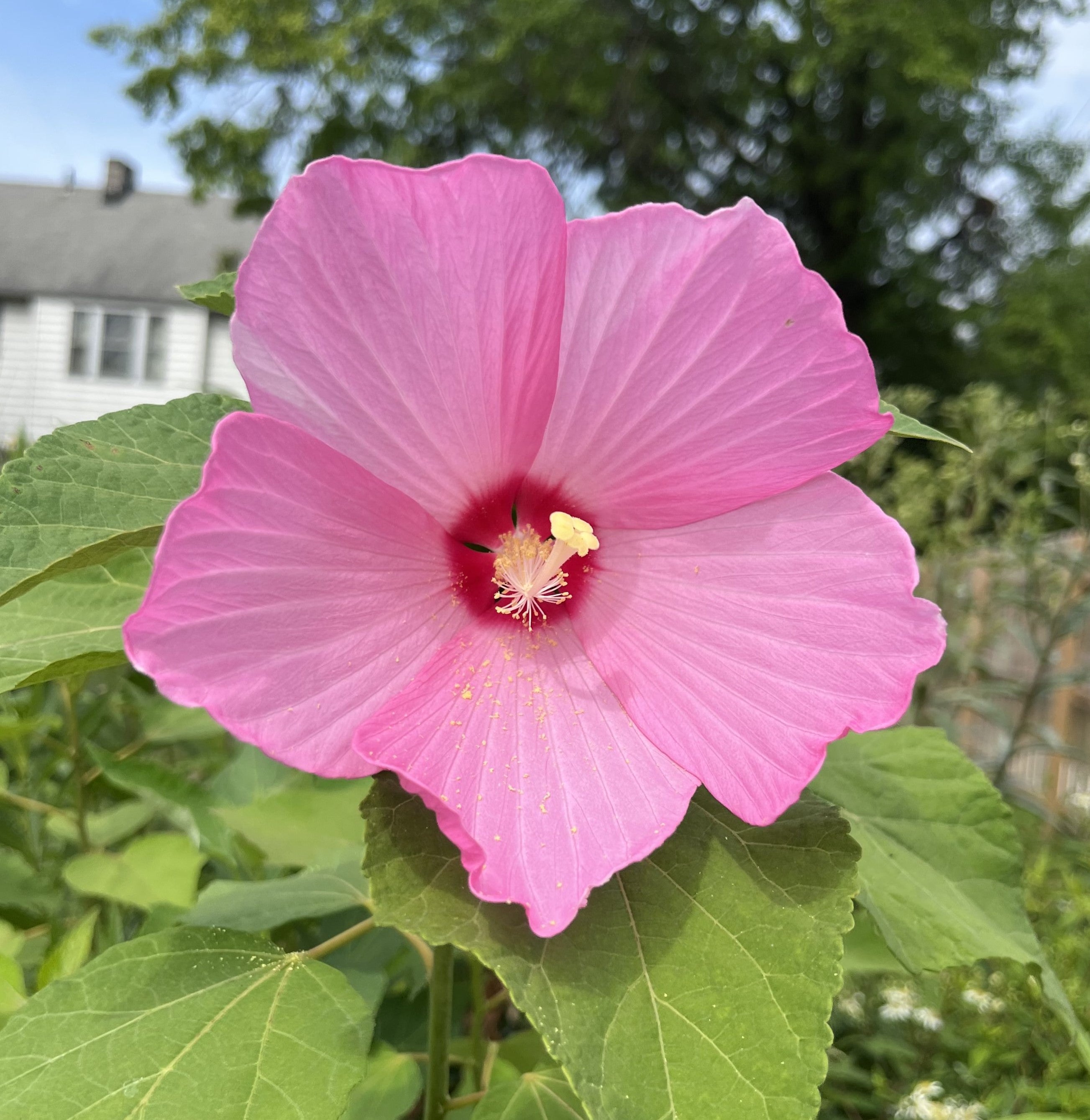 Hibiscus moscheutos Carousel 'Jolly Heart' - Rose Mallow Hibiscus moscheutos Carousel 'Jolly Heart' - Rose Mallow