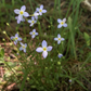 Houstonia caerulea
