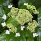 Hydrangea arborescens