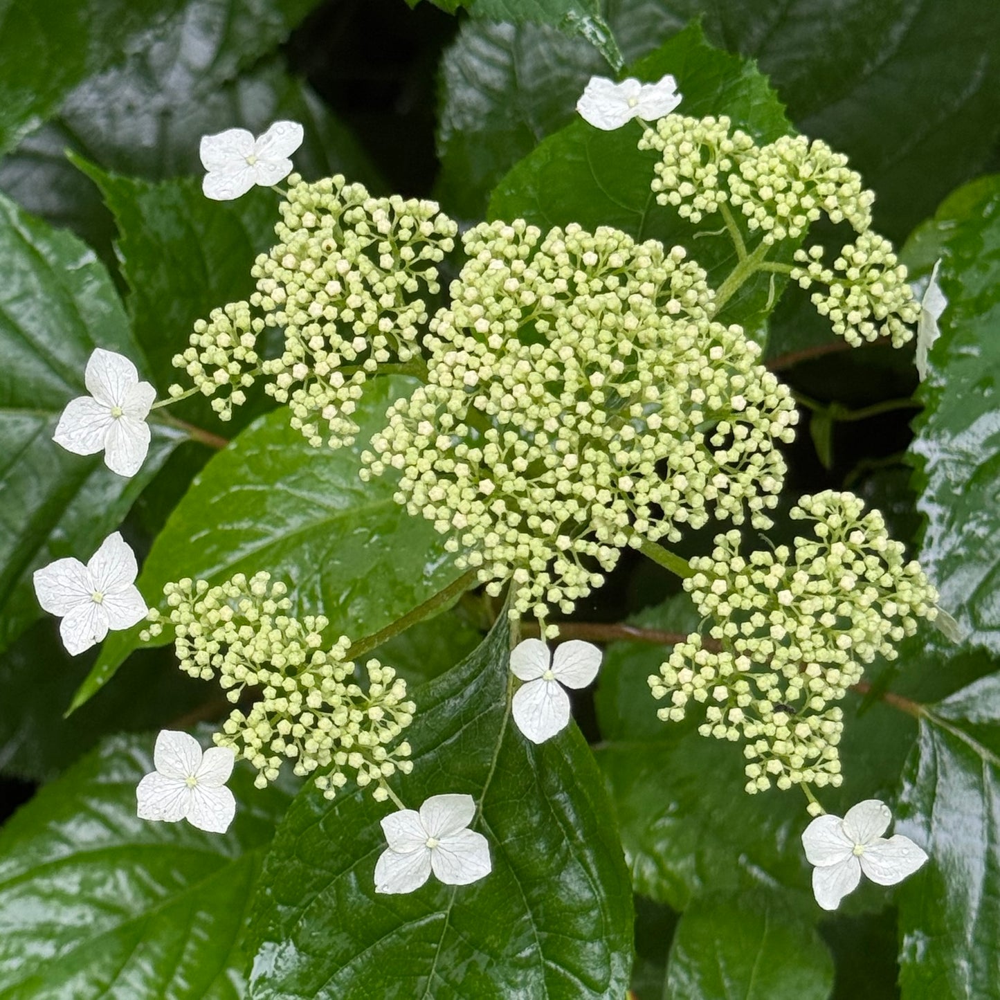 Hydrangea arborescens