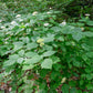 Hydrangea arborescens