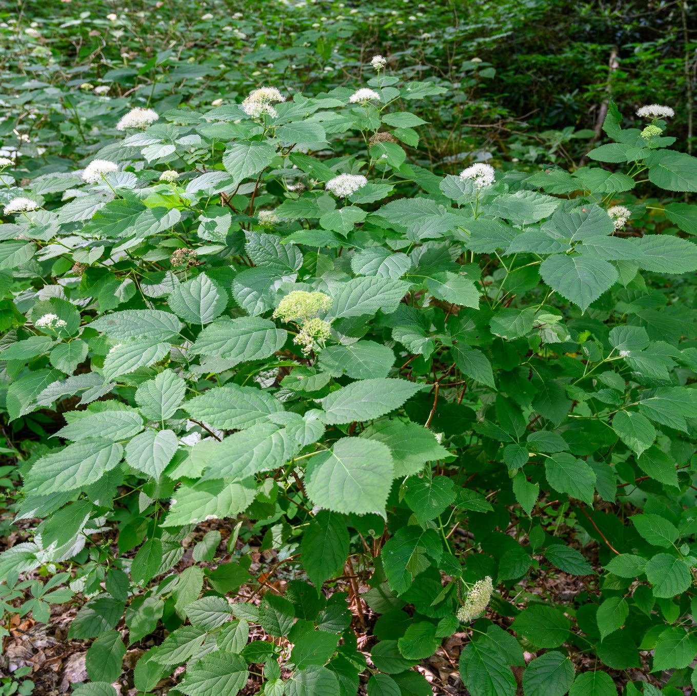 Hydrangea arborescens