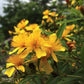 Hypericum prolificum