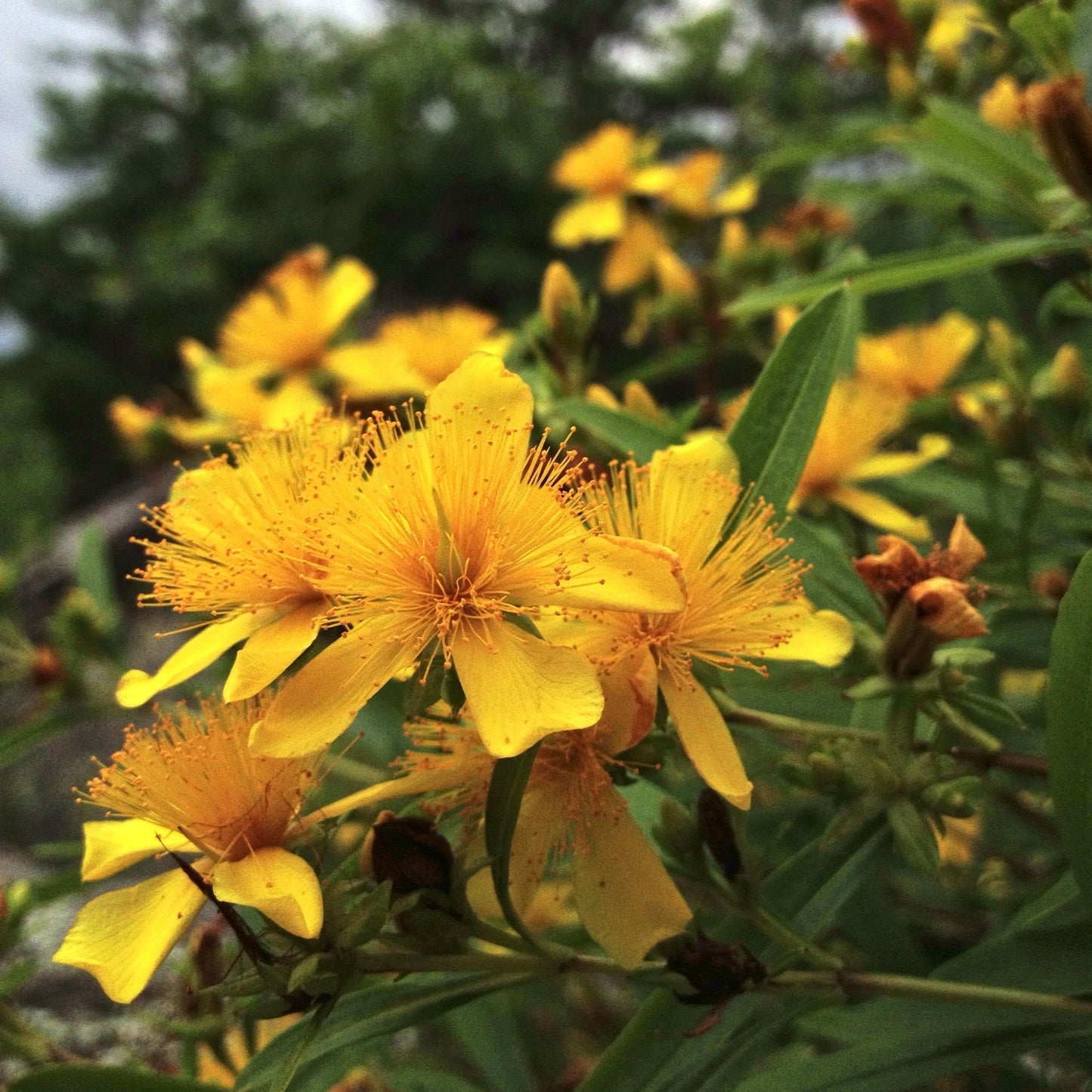 Hypericum prolificum