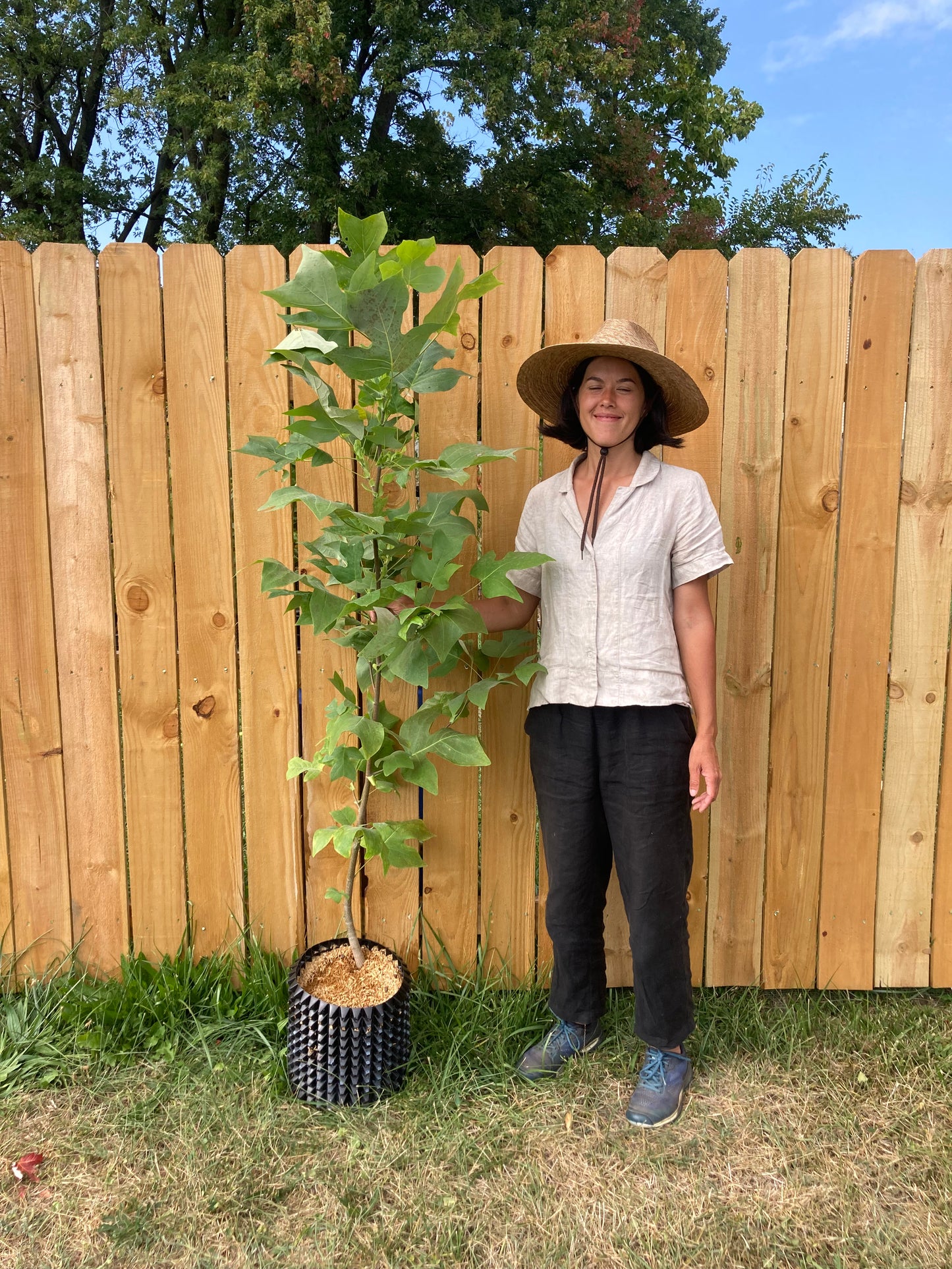 Liriodendron tulipifera