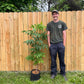 Sambucus racemosa