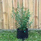 Hypericum prolificum