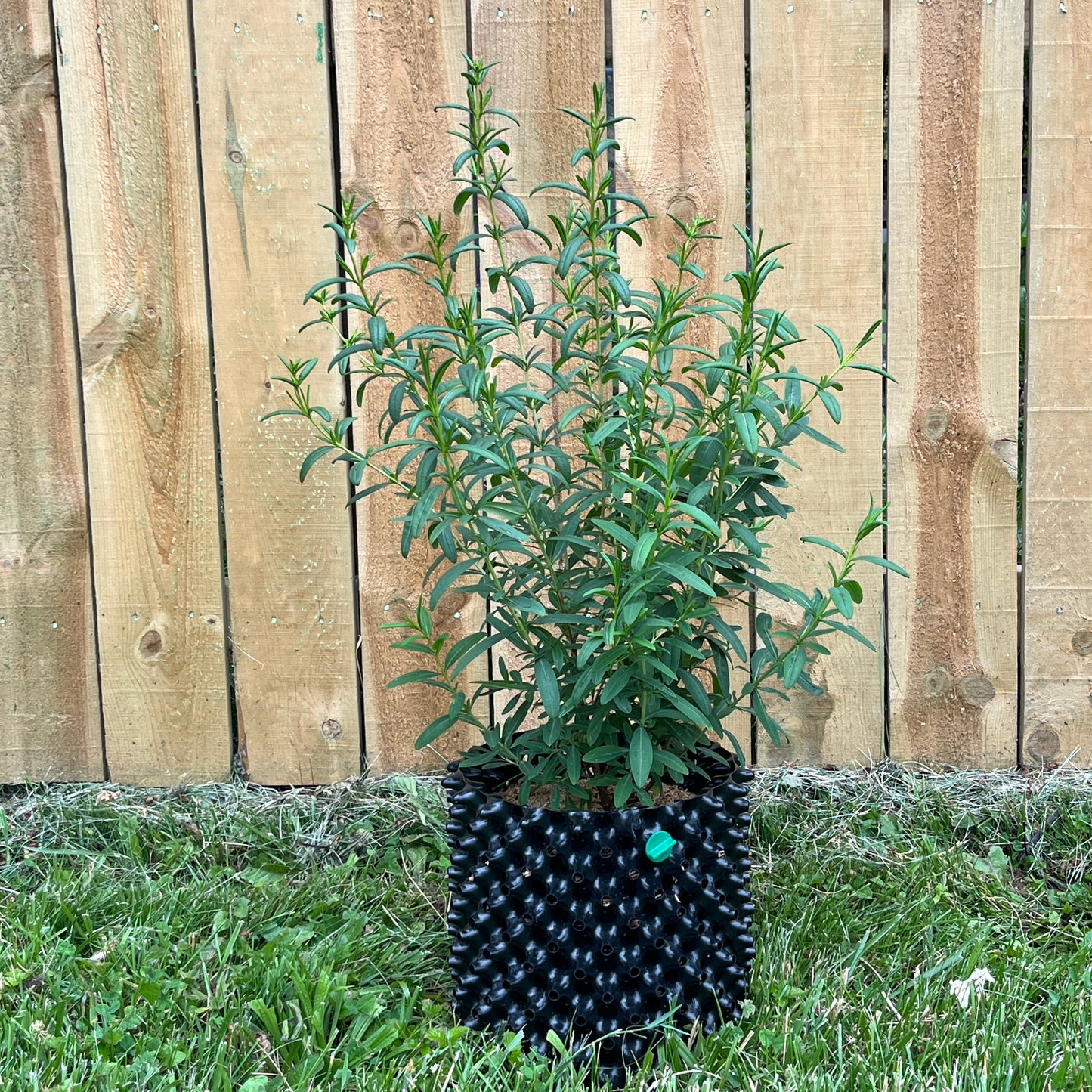 Hypericum prolificum