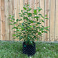 Cornus amomum