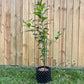Cephalanthus occidentalis