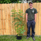 Sambucus canadensis