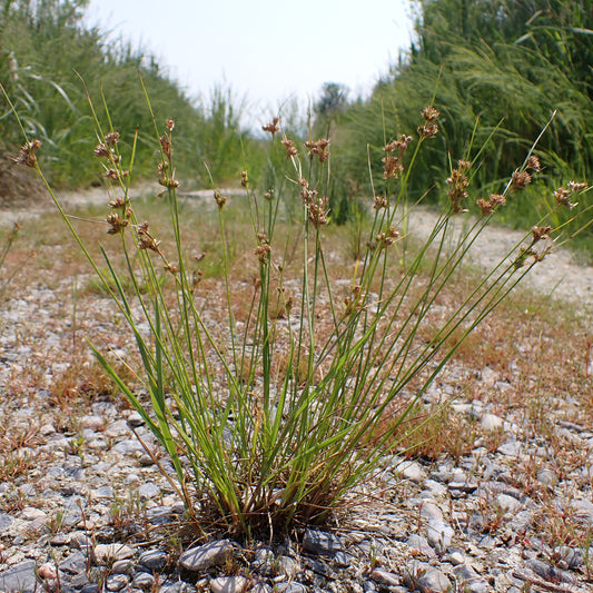 Juncus tenuis