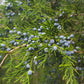 Juniperus virginiana