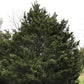 Juniperus virginiana