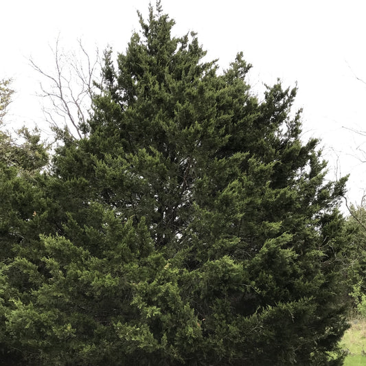 Juniperus virginiana