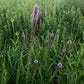 Liatris spicata