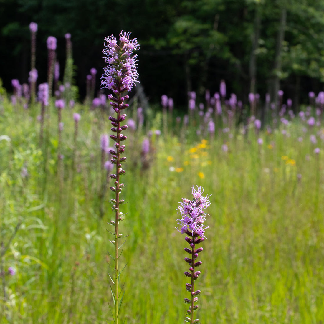 Liatris spicata – Meadow City