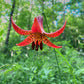 Lilium canadense