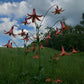 Lilium canadense