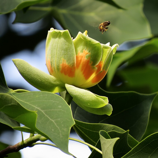 Liriodendron tulipifera