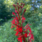 Lobelia cardinalis