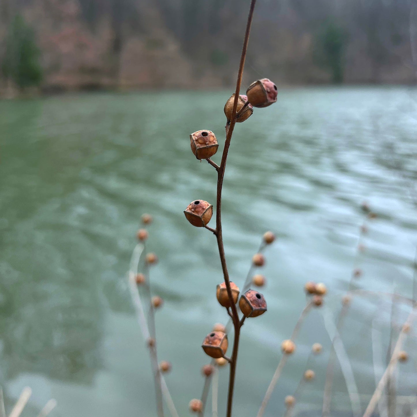 Ludwigia alternifolia