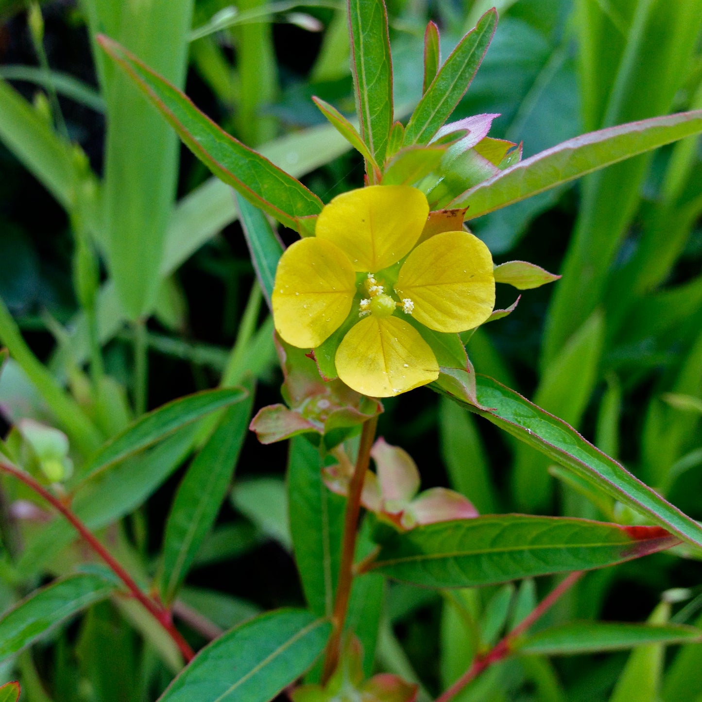 Ludwigia alternifolia