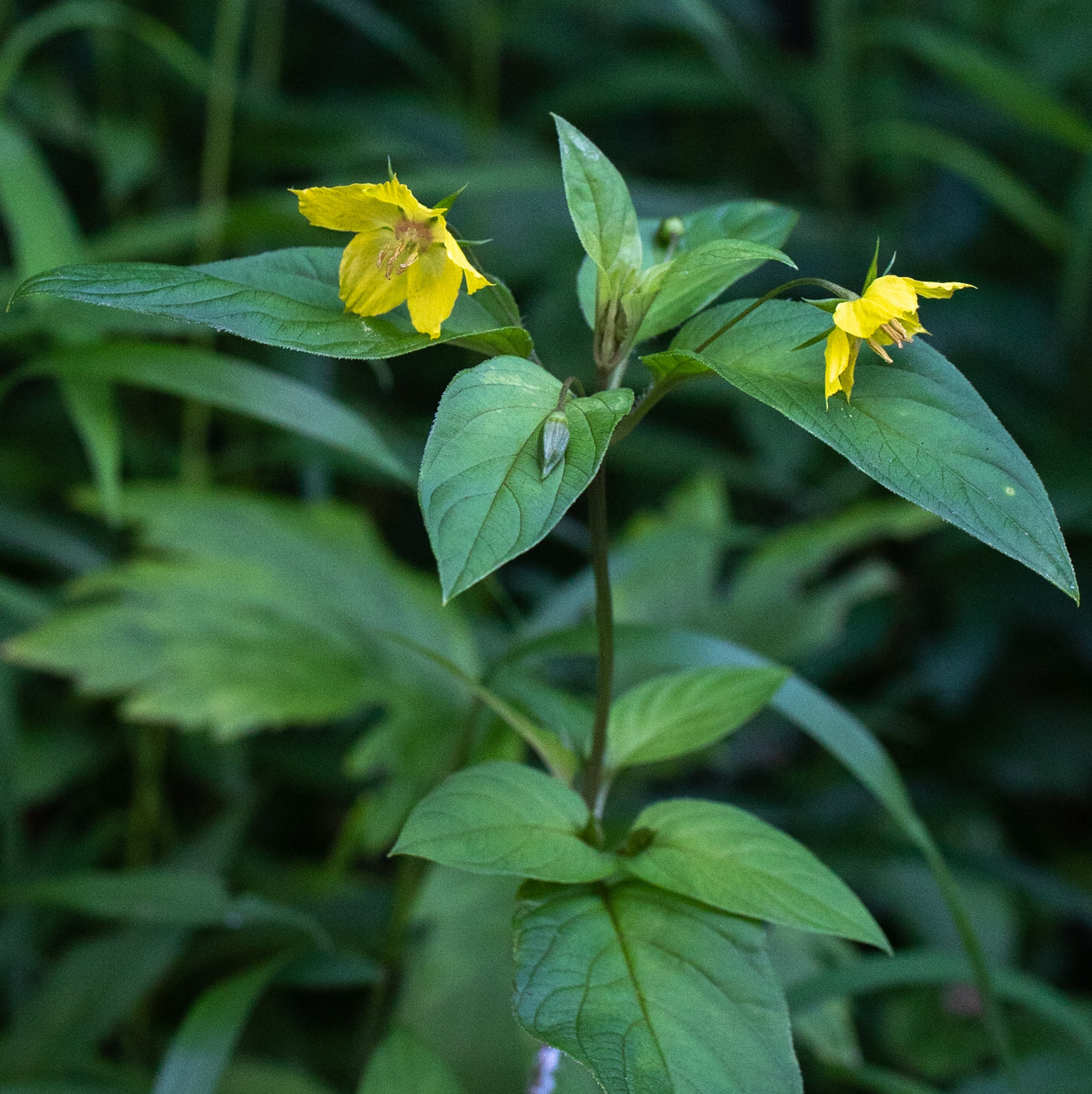 Lysimachia ciliata