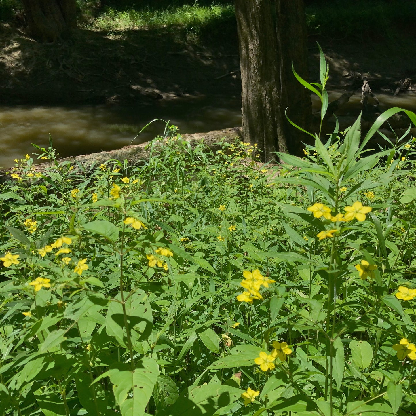 Lysimachia ciliata