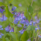 Mertensia virginica