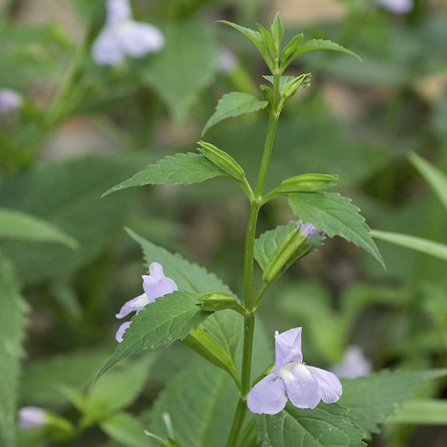 Mimulus alatus