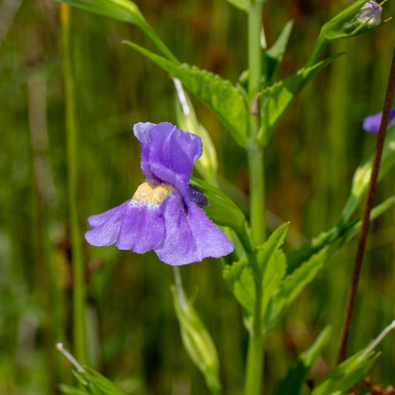 Mimulus ringens