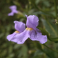 Mimulus alatus