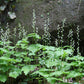 Mitella diphylla