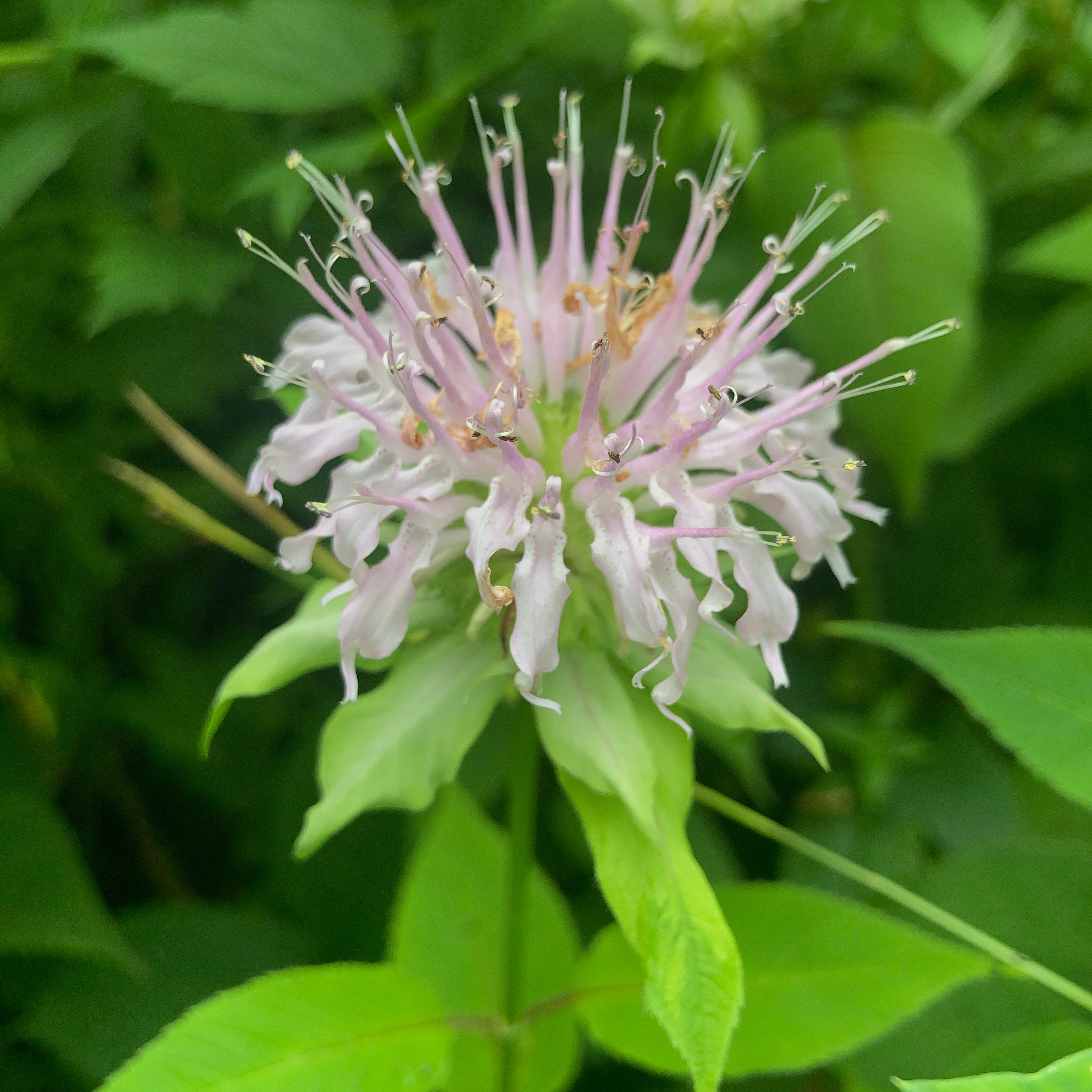 Monarda clinopodia – Meadow City