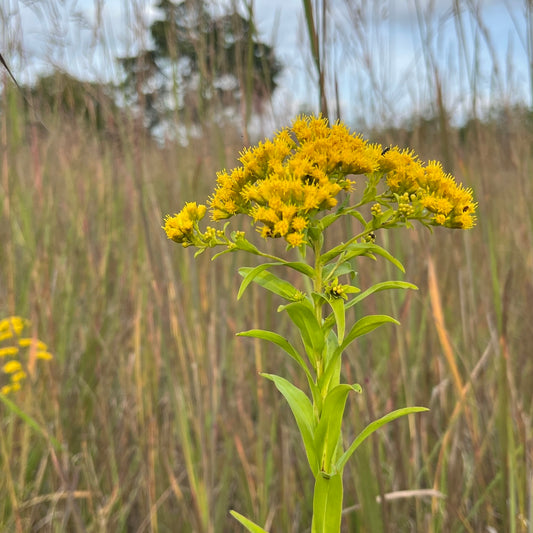 Solidago riddellii