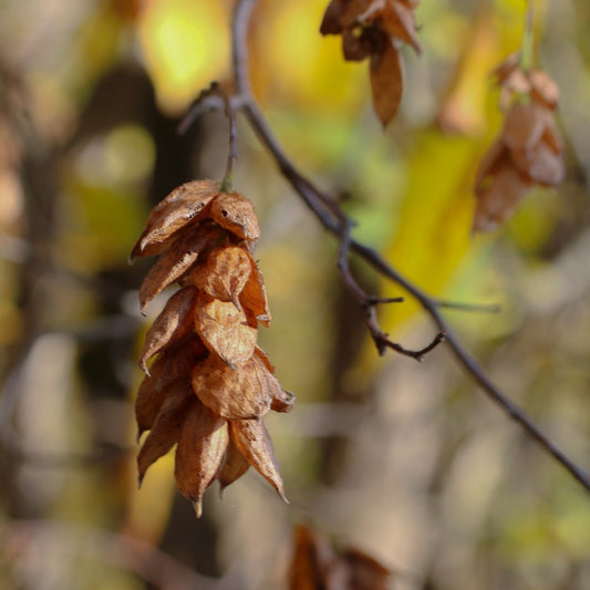 Ostrya virginiana