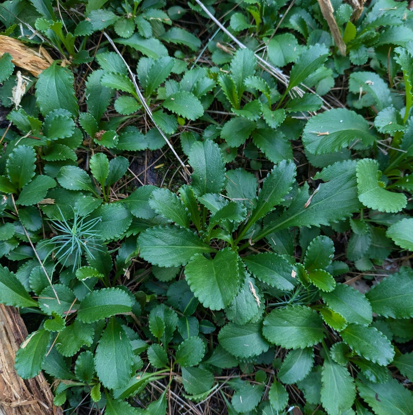 Packera obovata – Meadow City