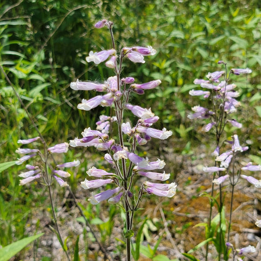 Penstemon hirsutus