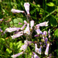 Penstemon hirsutus