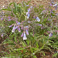 Penstemon hirsutus