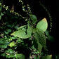 Persicaria virginiana