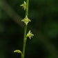 Persicaria virginiana