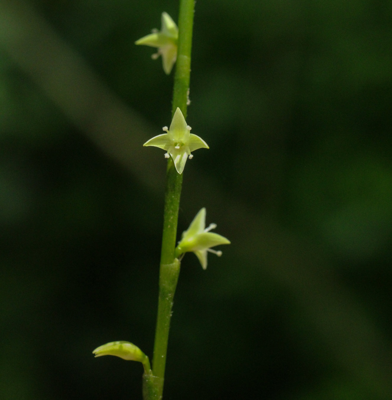 Persicaria virginiana