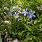 Phlox divaricata