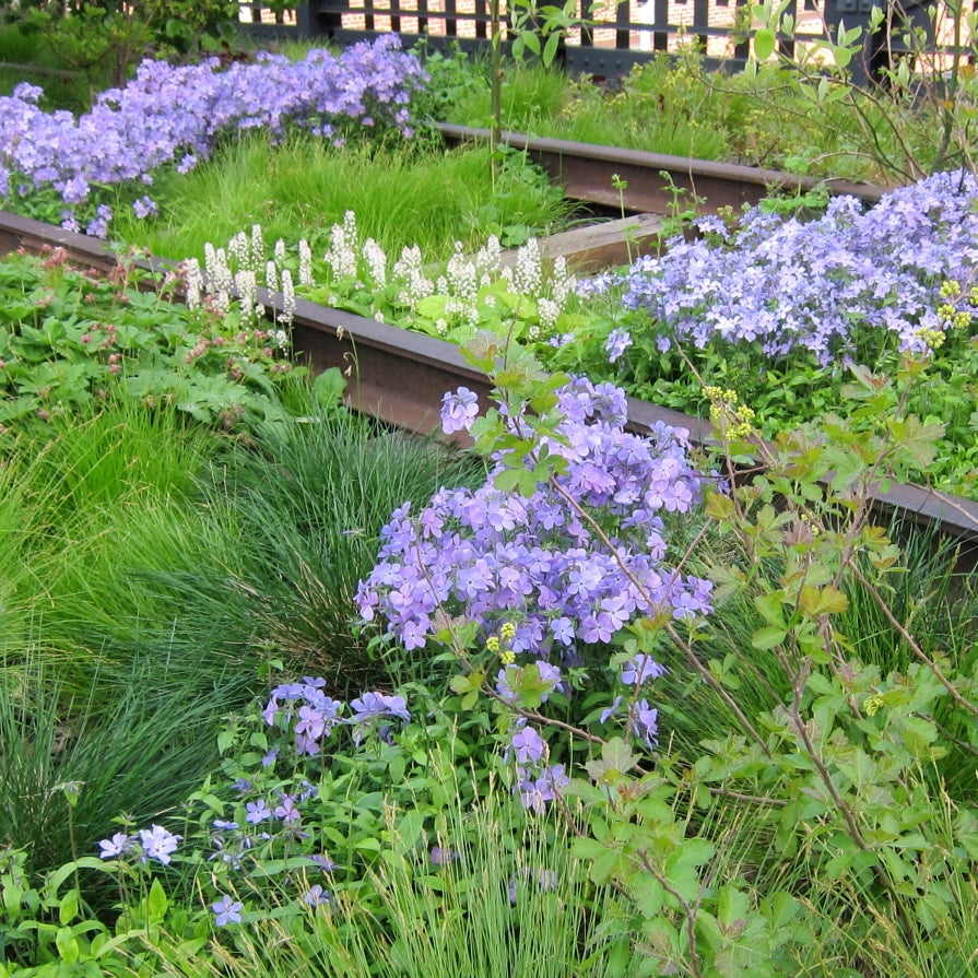 Phlox divaricata