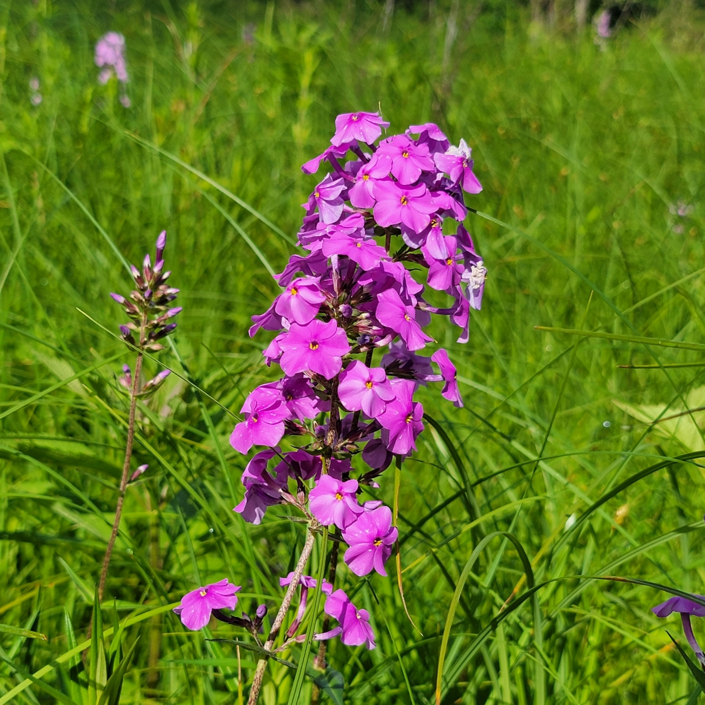 Phlox maculata